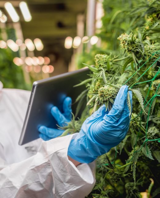 Female researcher examine cannabis leaves and buds in a greenhouse enters data into a tablet